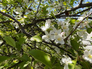 Crabapple Tree