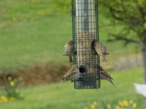 Sparrows